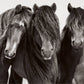 gestalten & teNeues - Untamed Spirits: Horses From Around the World