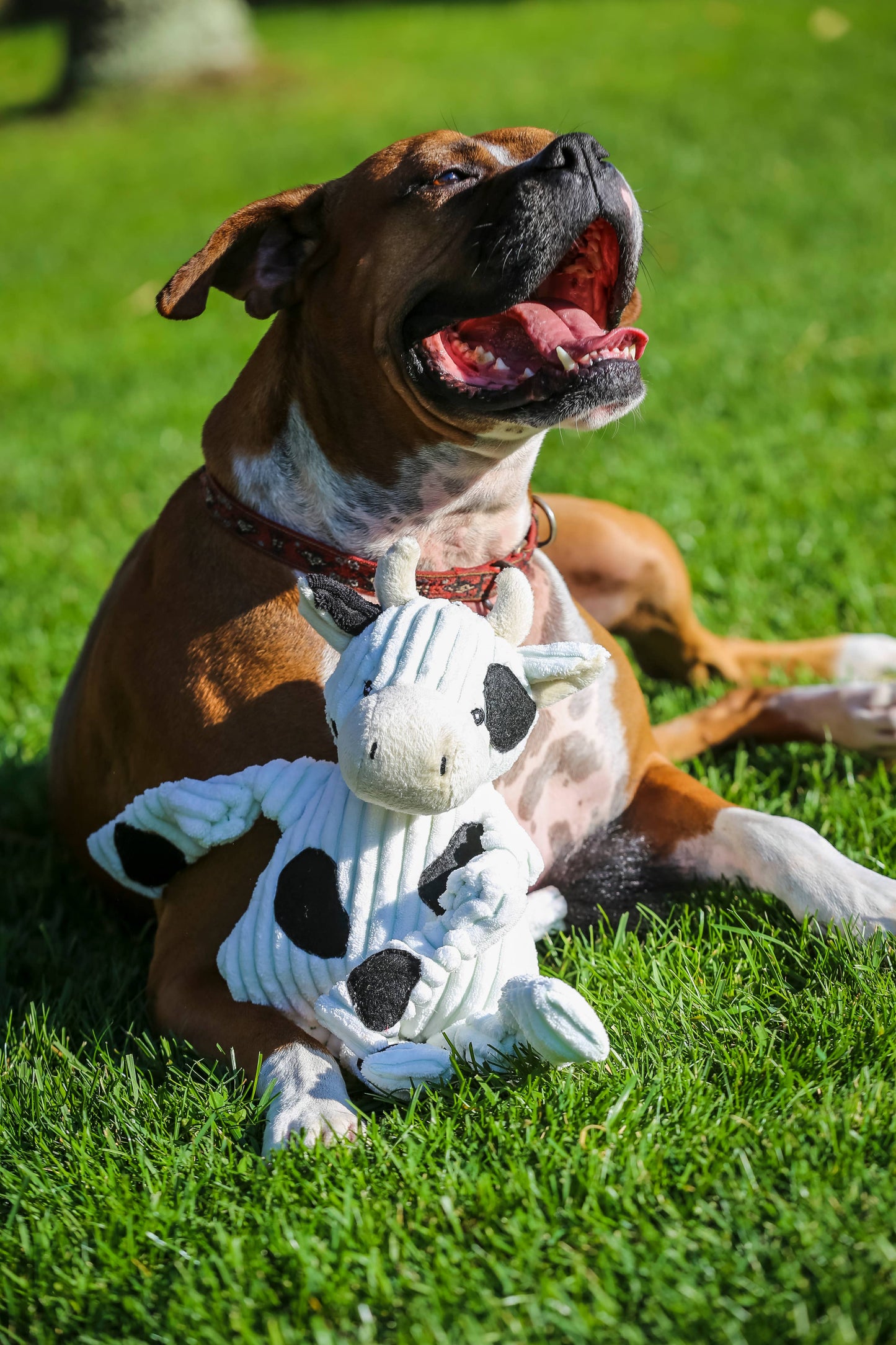 Dottie Cow Knottie® Plush Dog Toy: Small